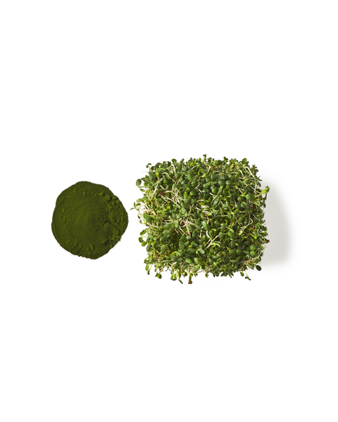 Alfalfa
