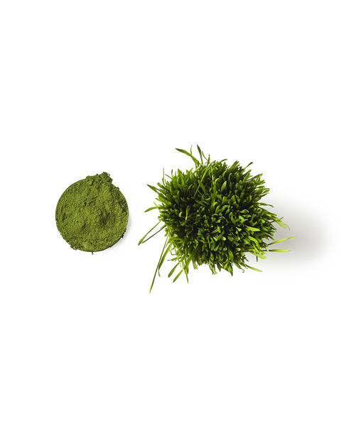 Wheatgrass