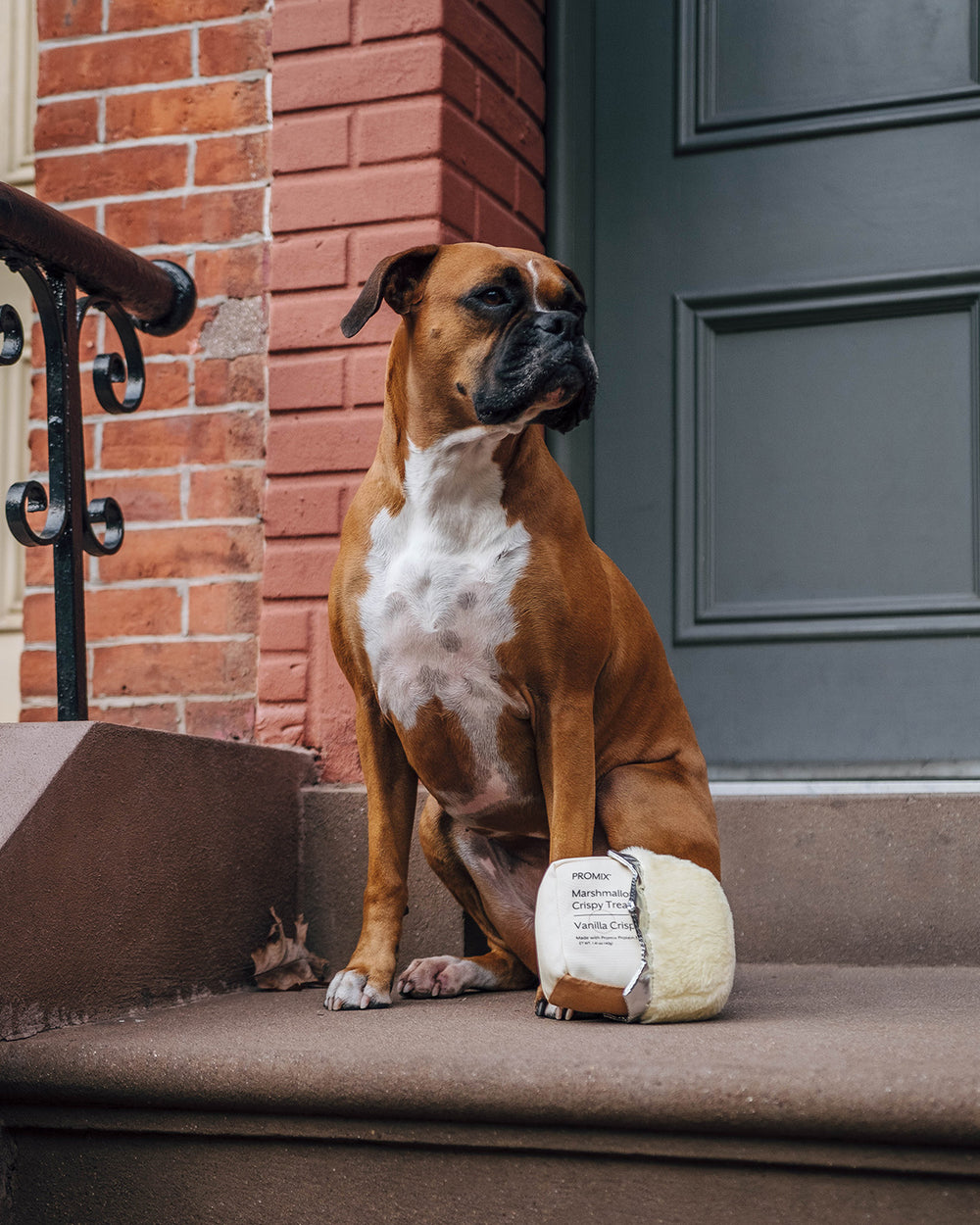 Dog Squeaky Toy