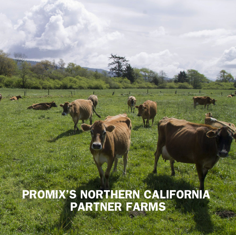 Chocolate Peanut Butter Whey Protein Powder