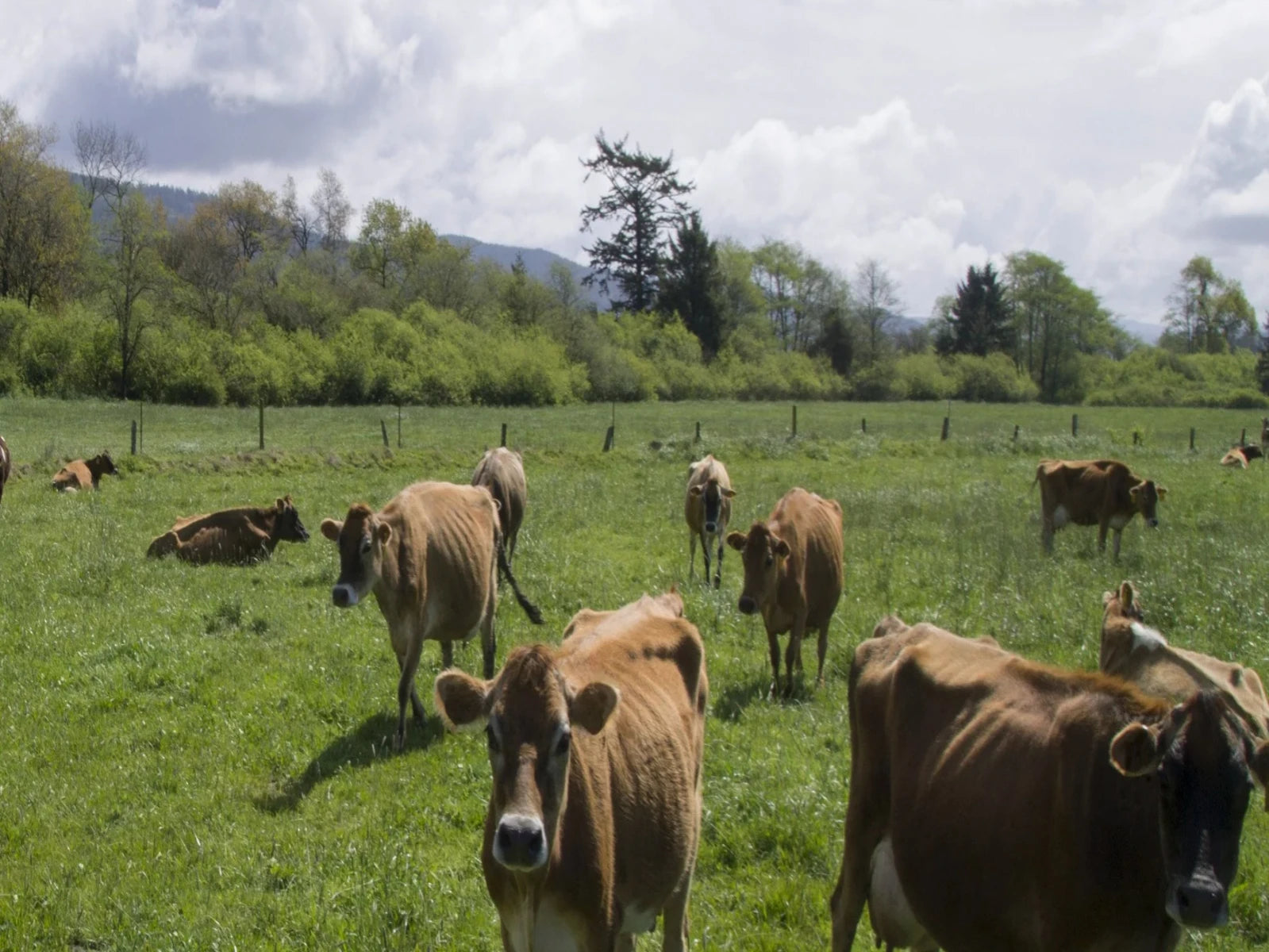 Jersey cows grazing on open pasture in front of a treeline, under a cloudy sky.